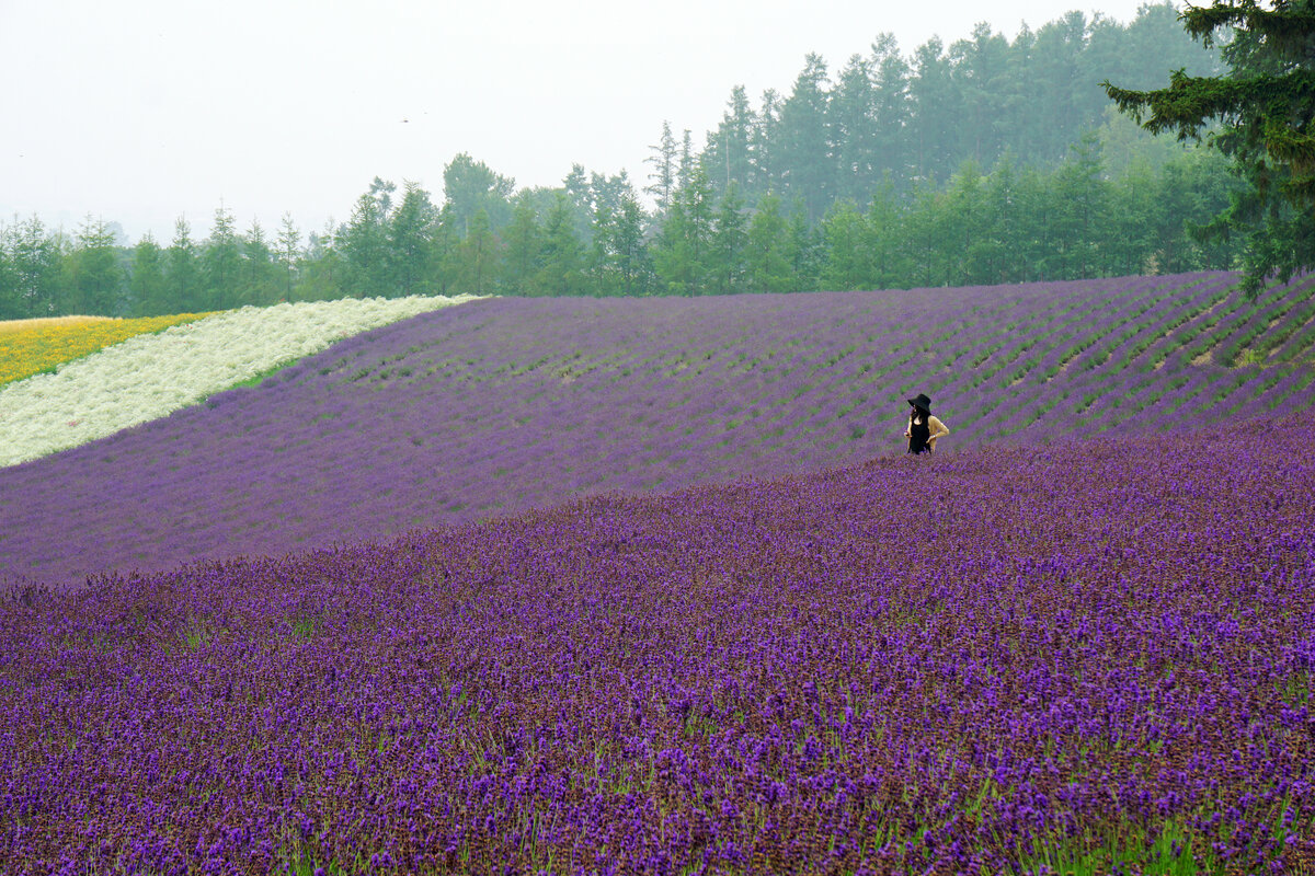 富良野の風景