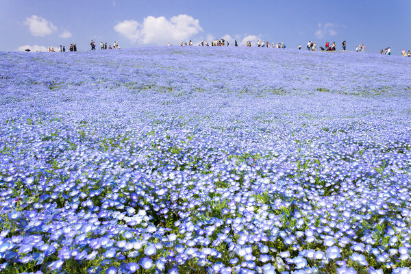 ひたちなかの風景