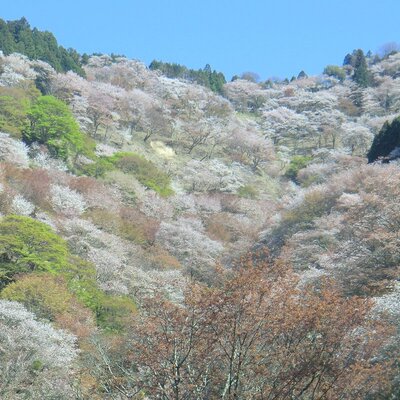 吉野の風景